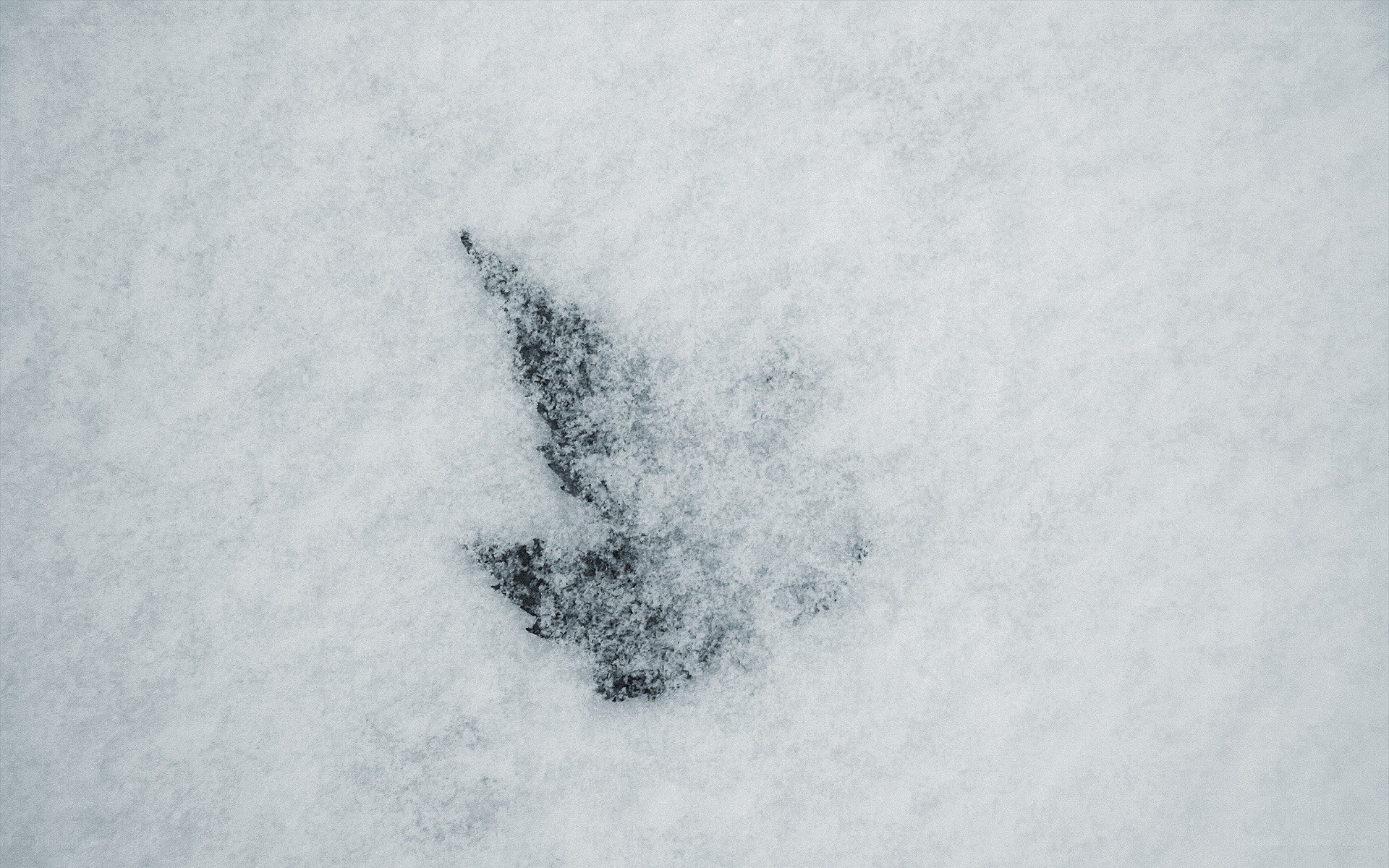 bird footprint in snow