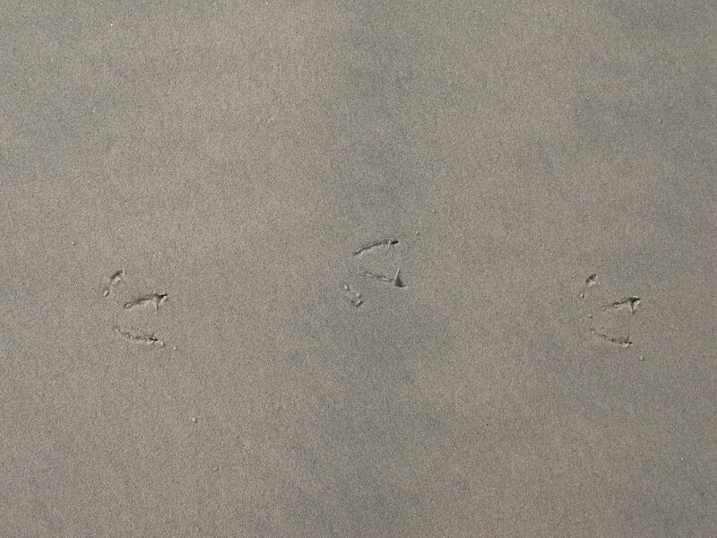 Bird Footprints in Sand