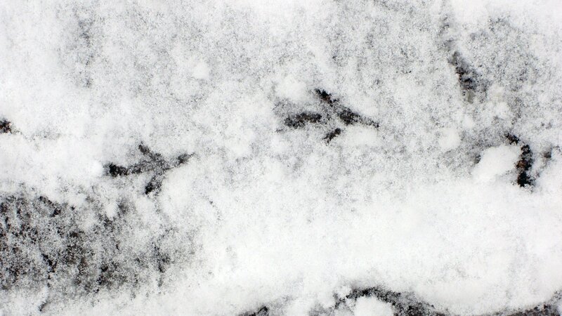 Bird Footprints in Snow