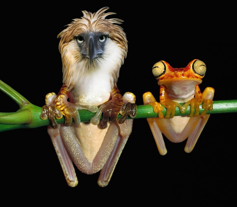 Bird-Frog Hybrid on a Branch