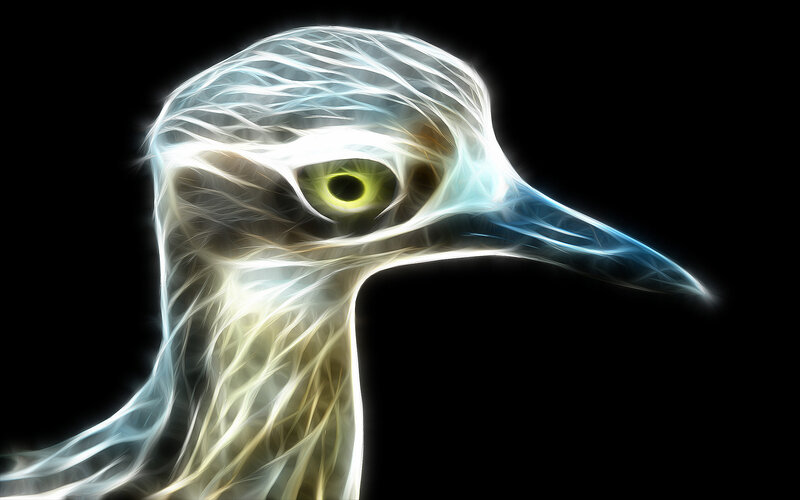 Bird Head Profile