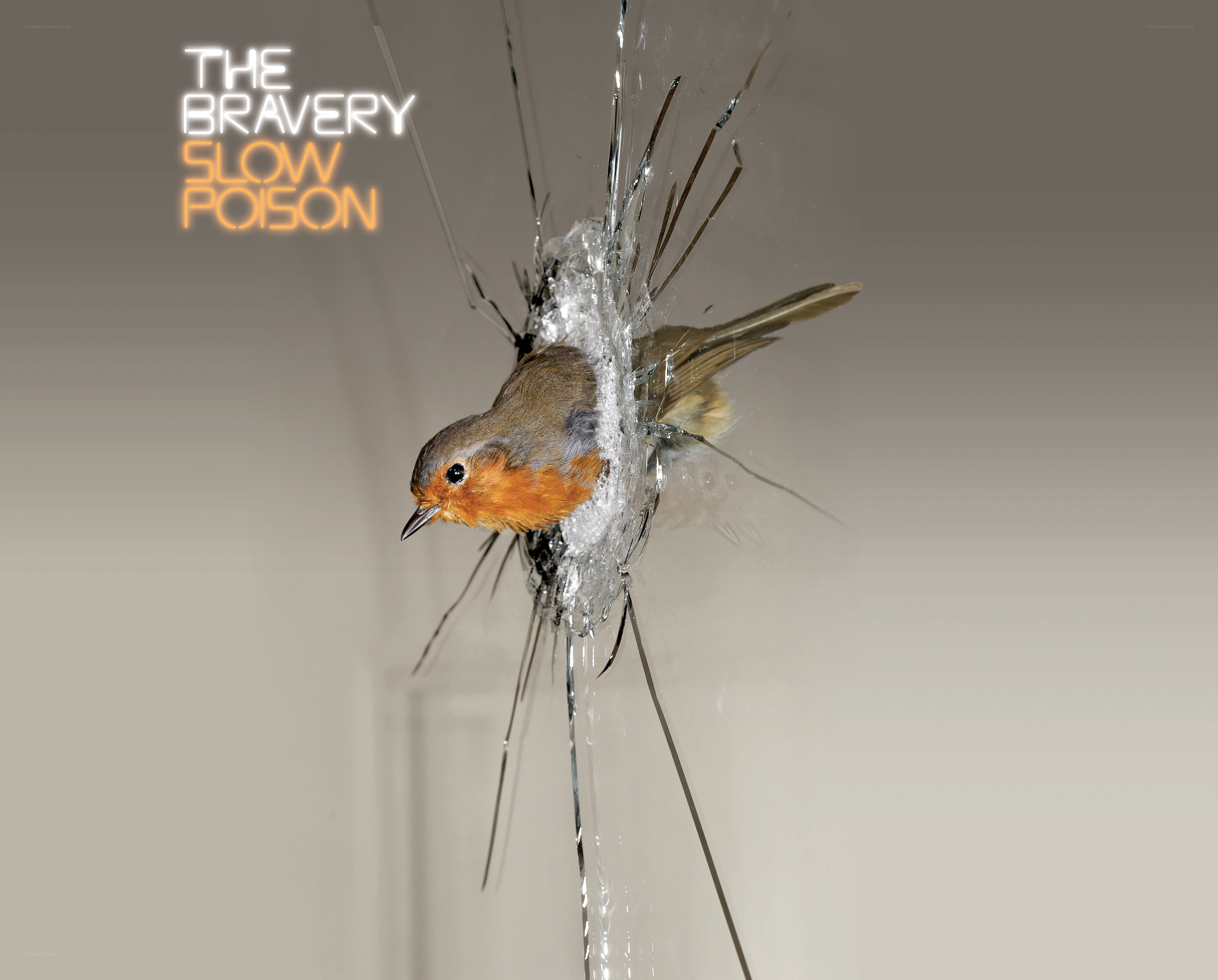 bird hitting glass window