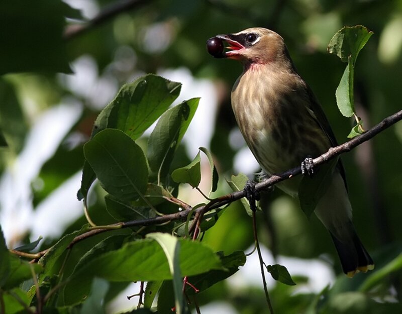 Bird Holding a Berry