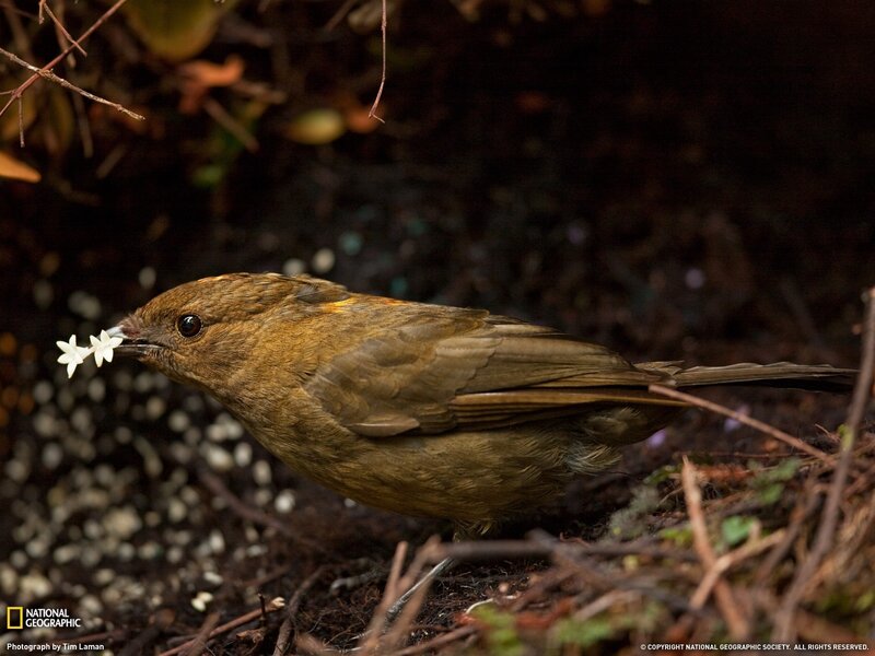 Bird Holding Flower
