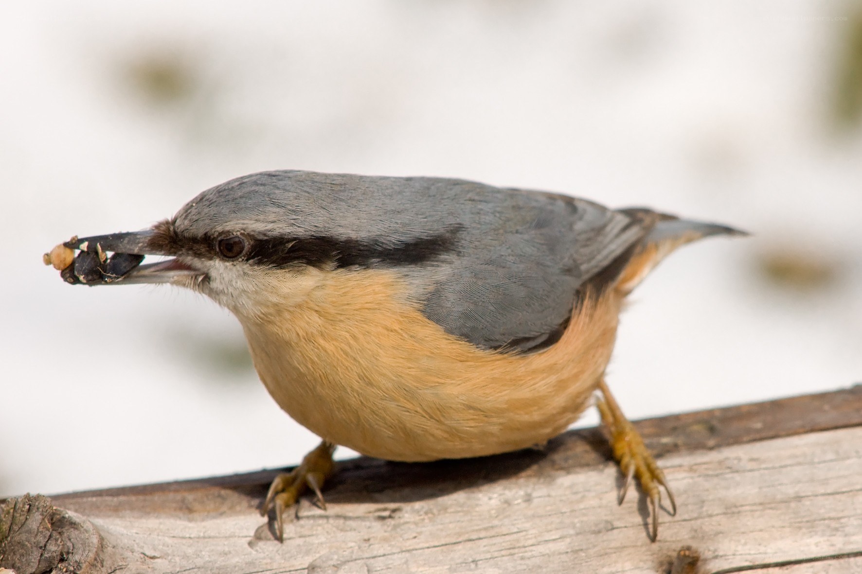 bird holding food in beak