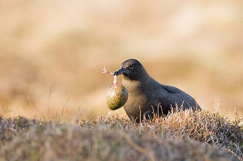 Bird Holding Frog Egg