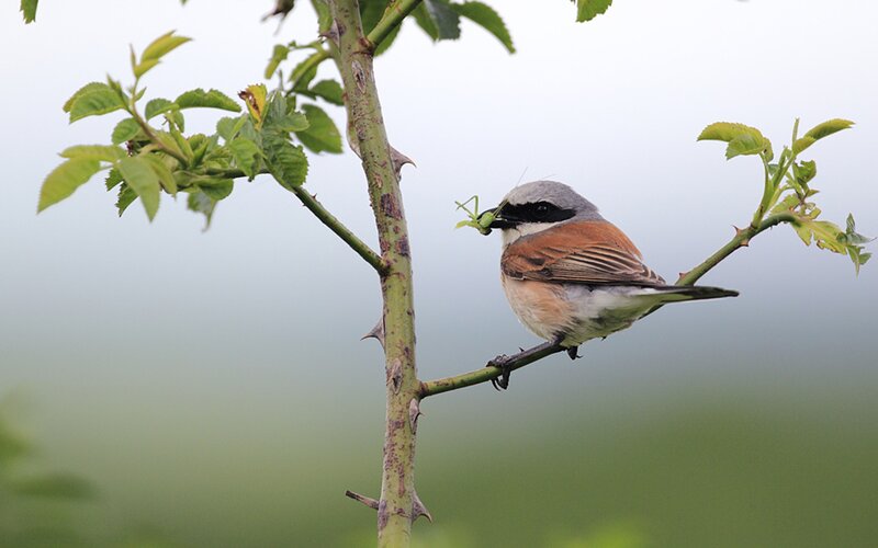 Bird Holding Insect