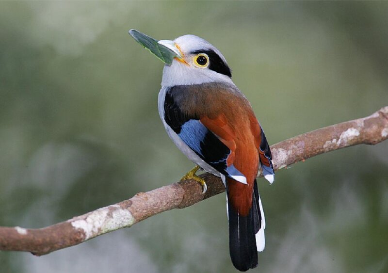 Bird Holding Leaf