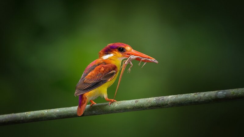 Bird Holding Lizard