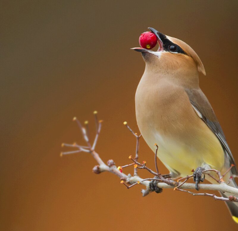 Bird Holding Red Berry