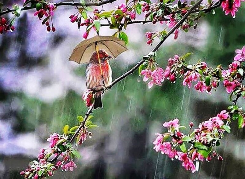 Bird Holding Umbrella