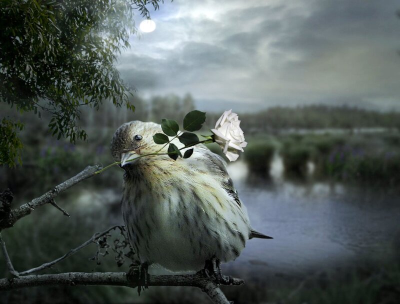 Bird Holding White Rose