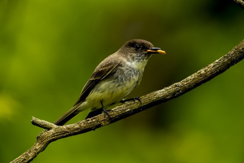 Bird Holding Worm