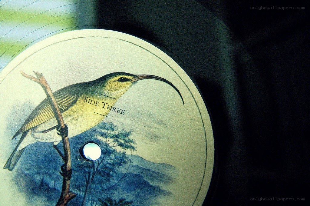 bird illustration on vinyl record