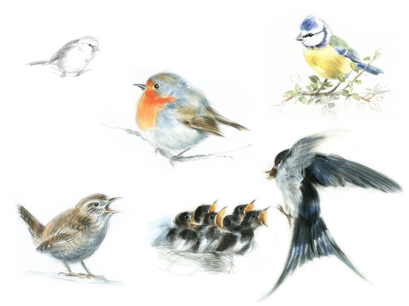 bird illustrations collection