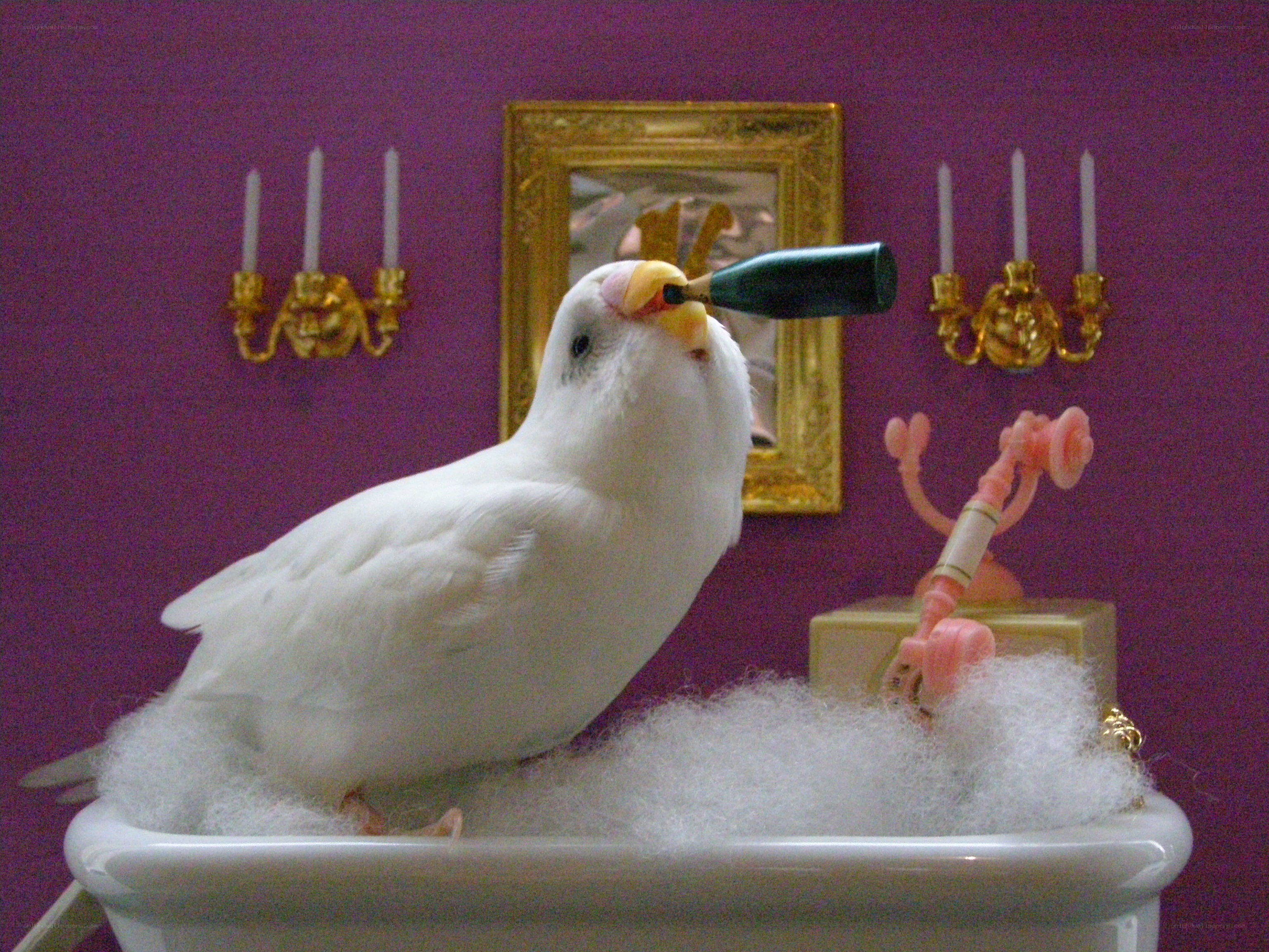bird in a bubble bath