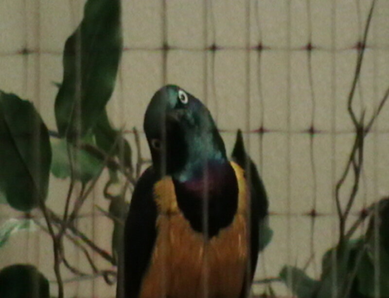 bird in a cage