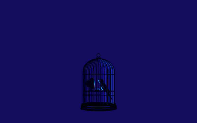 bird in a cage at night