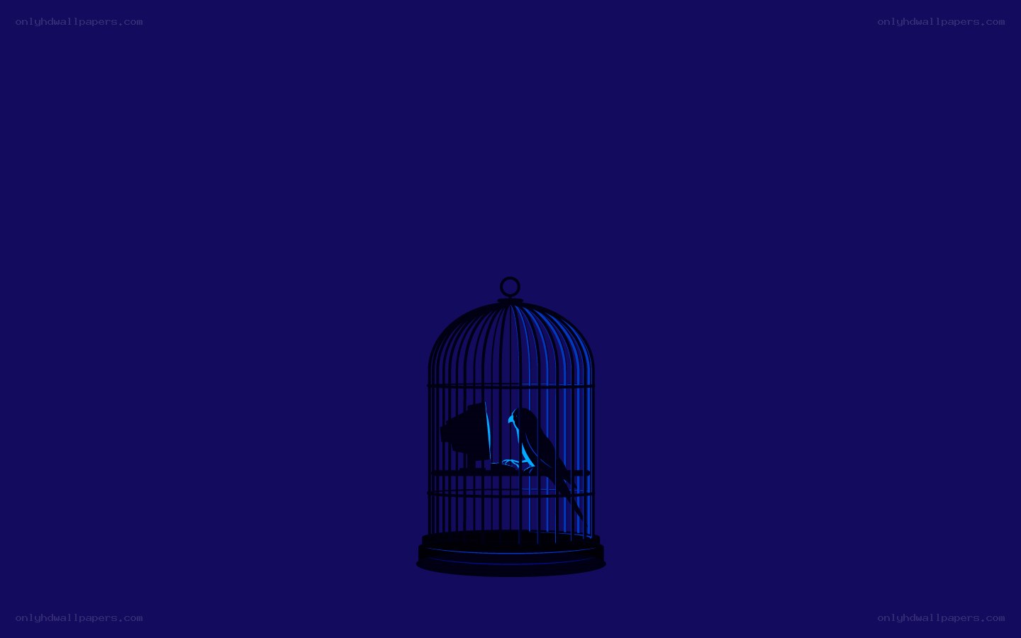 bird in a cage at night