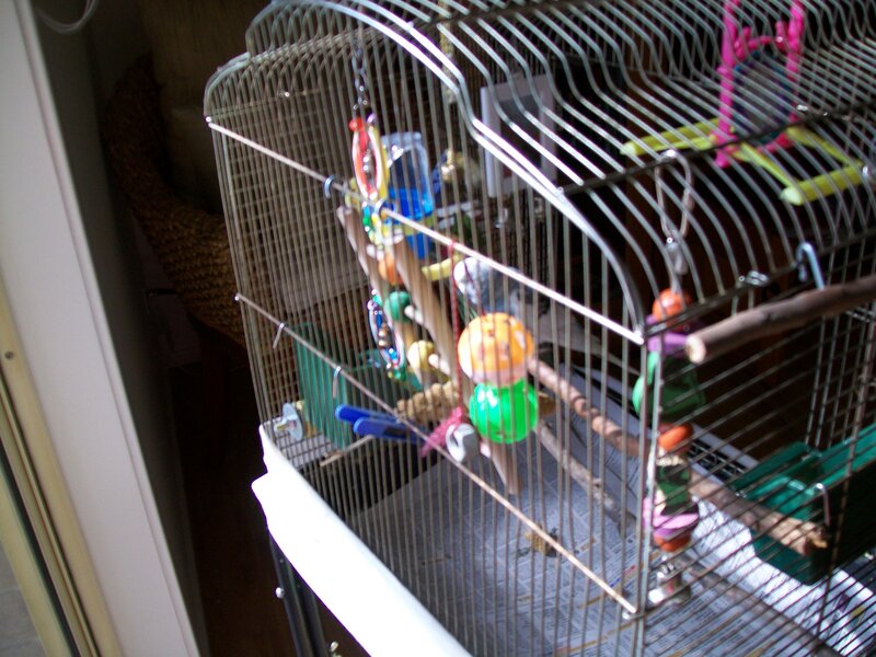 Bird in a Cage — Gray, Calm