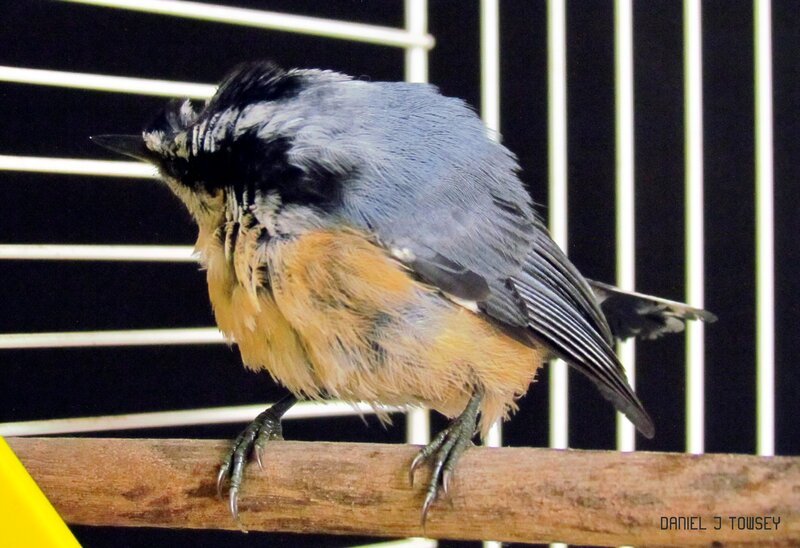 Bird in a Cage — Gray