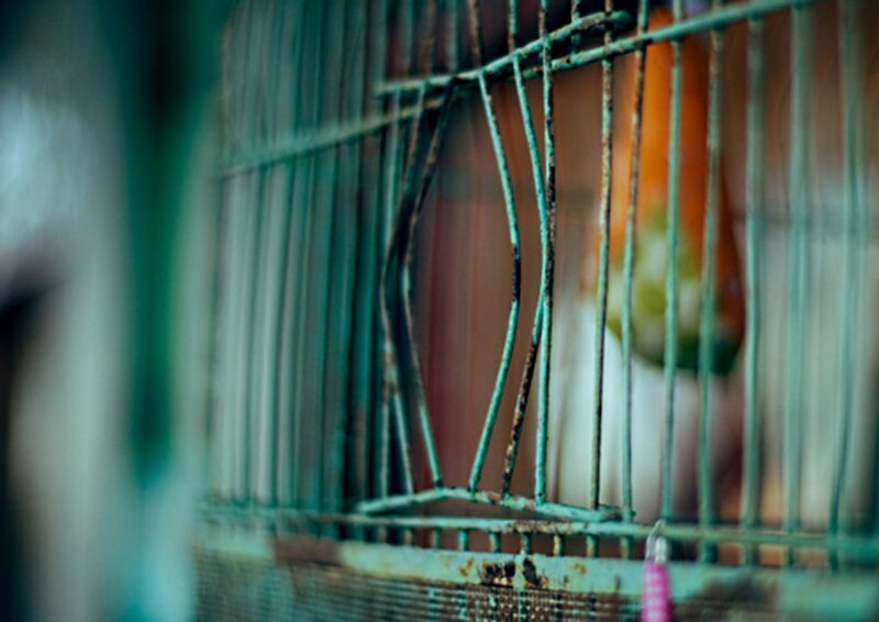Bird in a Cage — Green