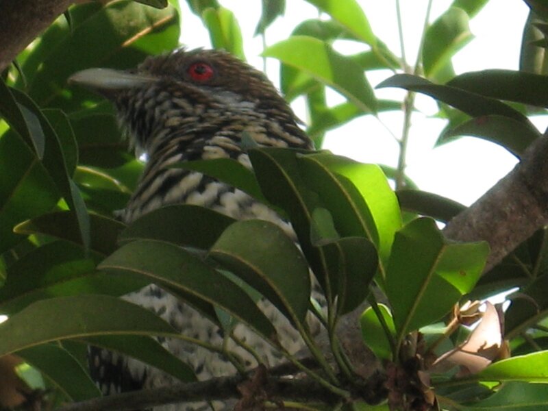 bird in a leafy tree