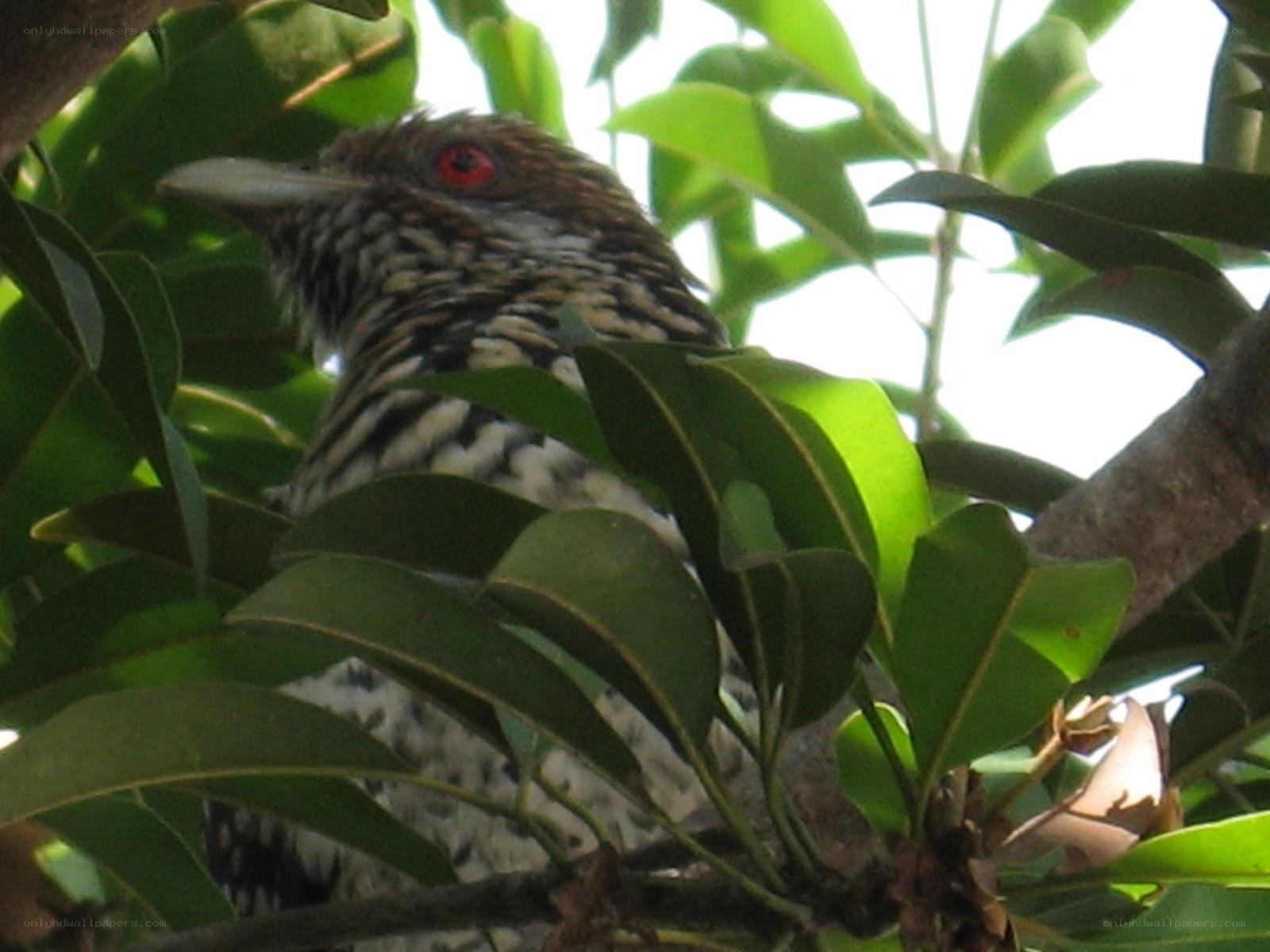 bird in a leafy tree