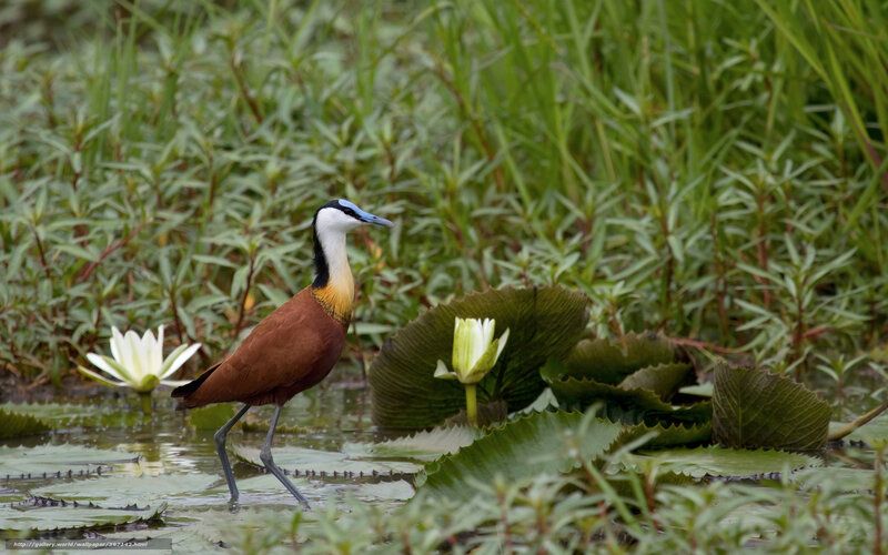 Bird in a lily pond
