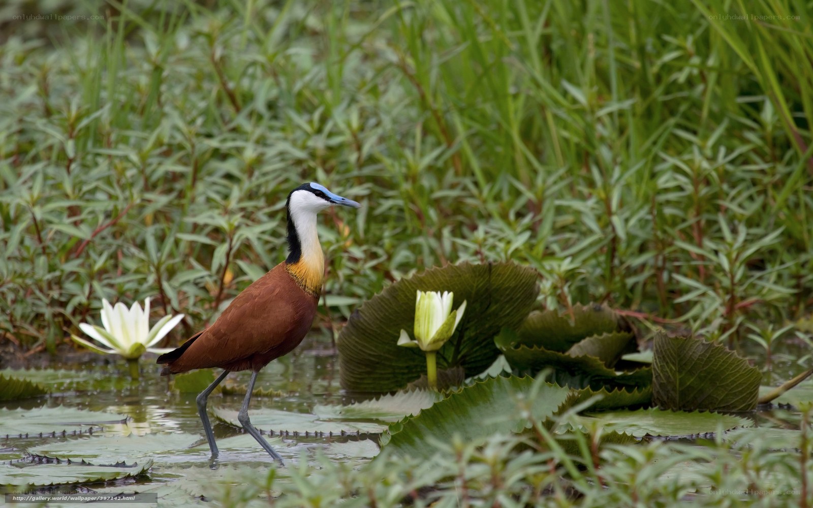 Bird in a lily pond