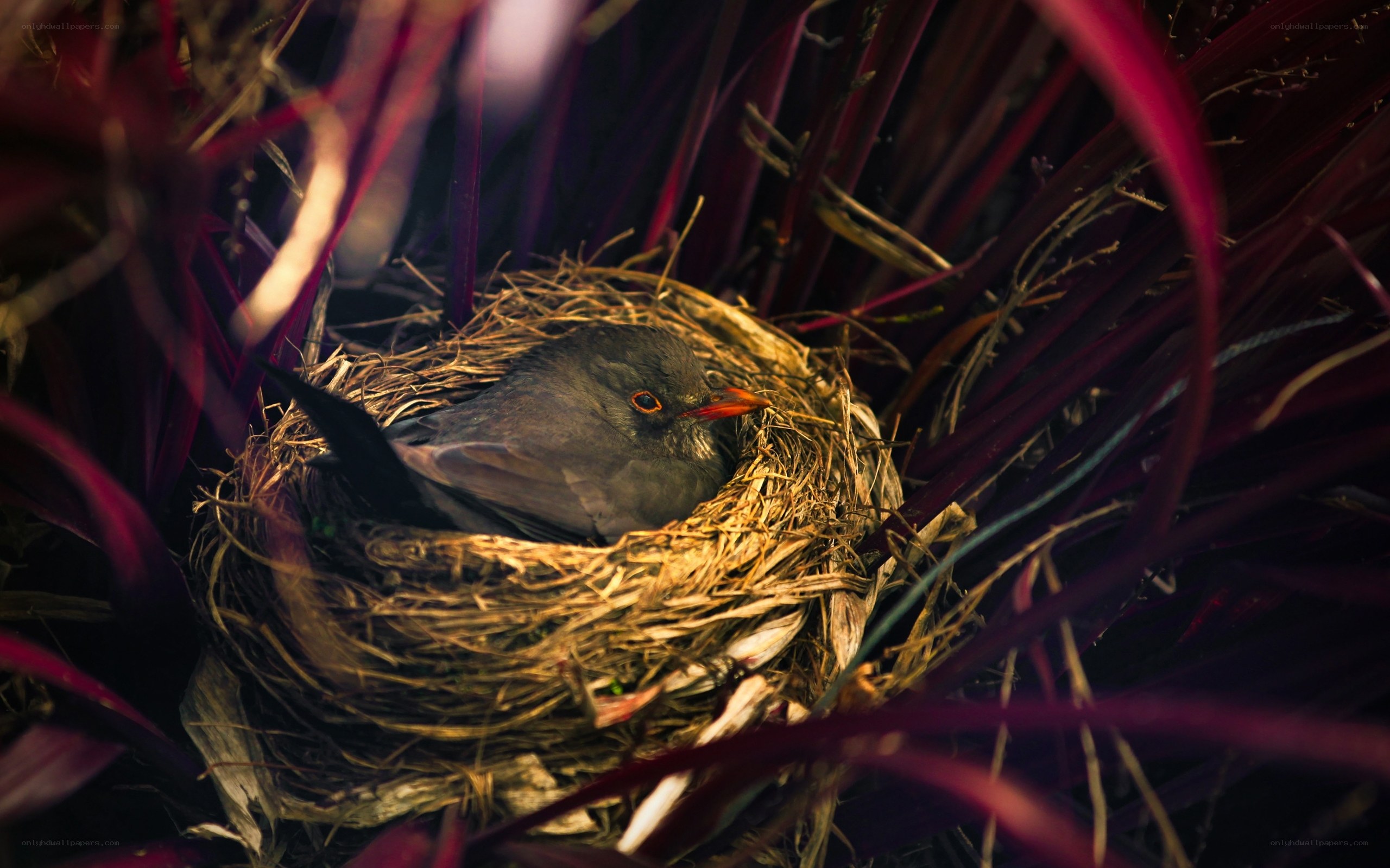 Bird in a nest among red leaves