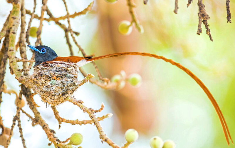 Bird in a Nest — Brown