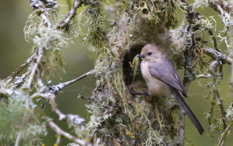 Bird in a Nest — Green, Natural