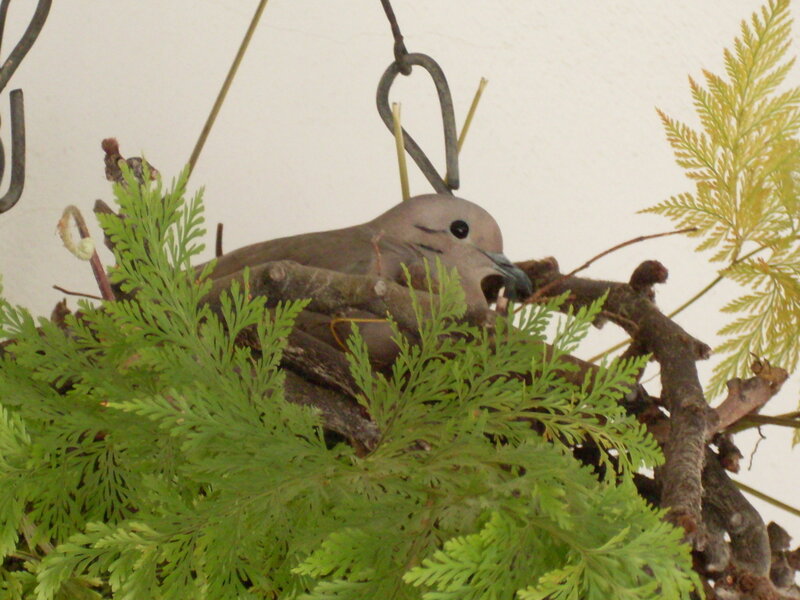 Bird in a Nest — Green