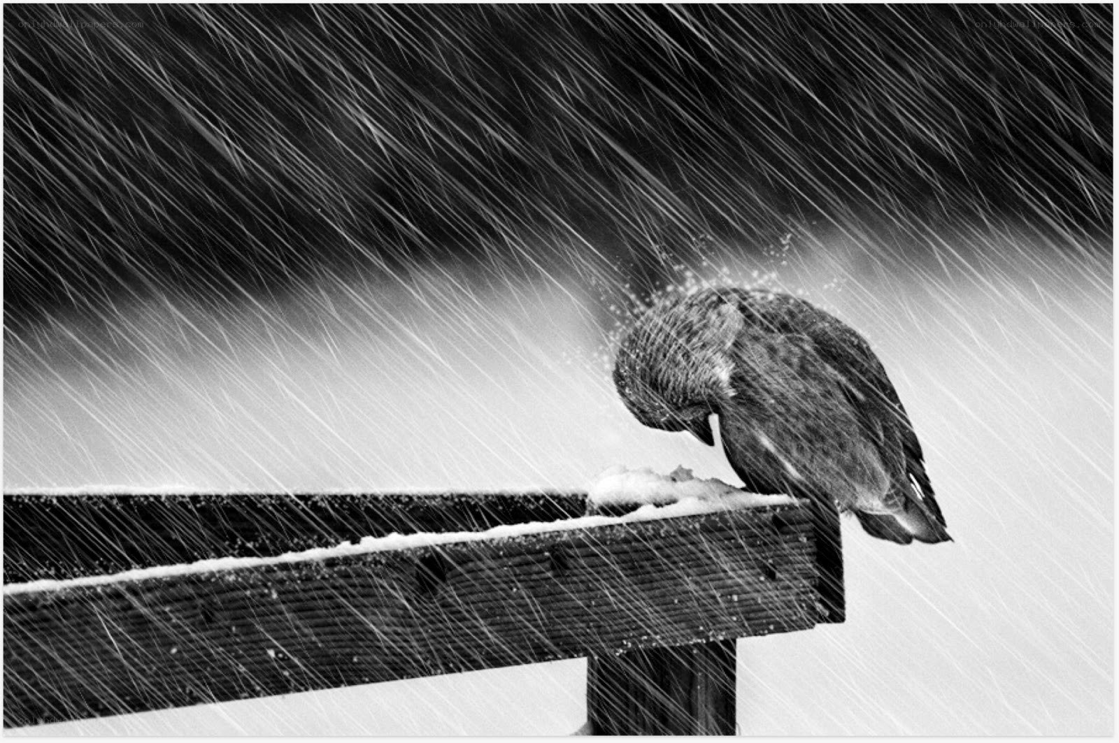 Bird in a snowstorm