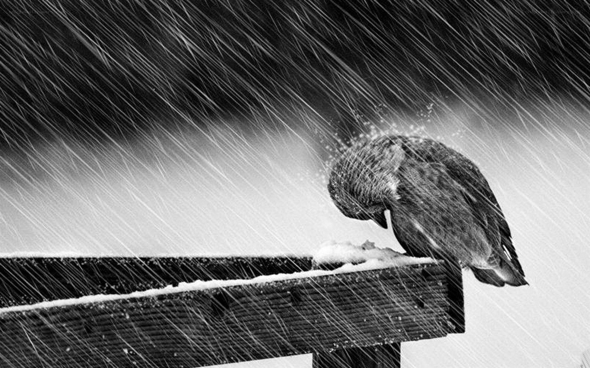 Bird in a snowstorm