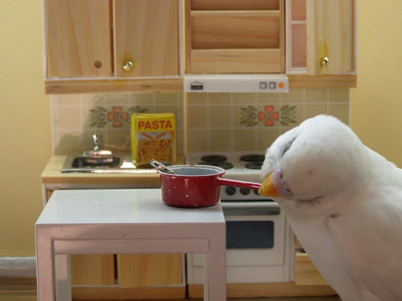 bird in a toy kitchen
