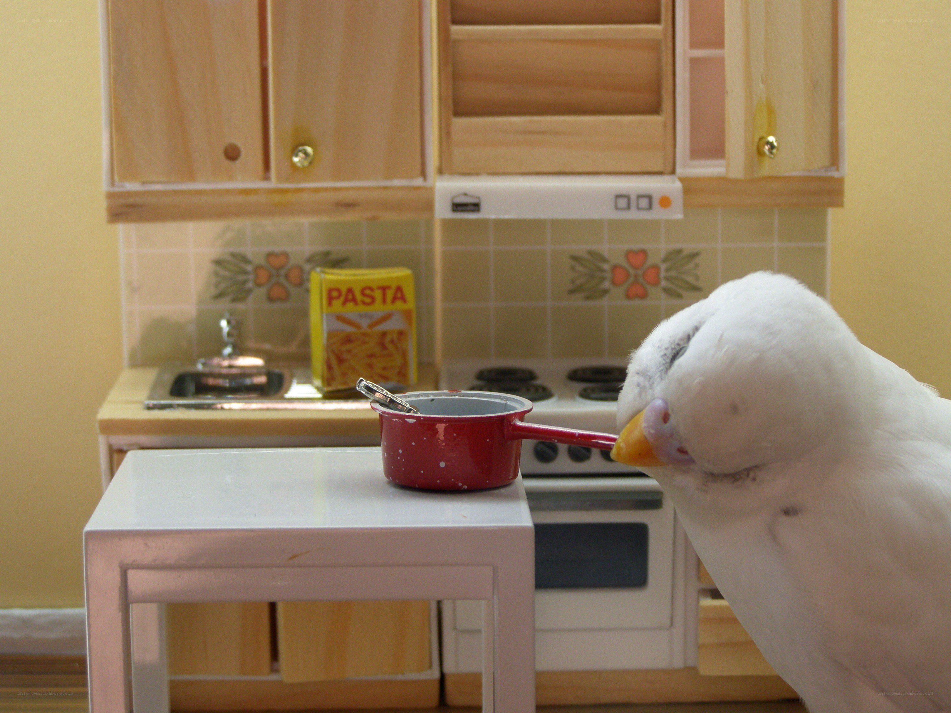 bird in a toy kitchen