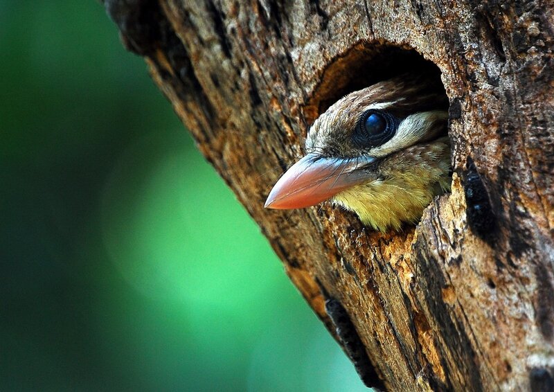 bird in a tree hollow