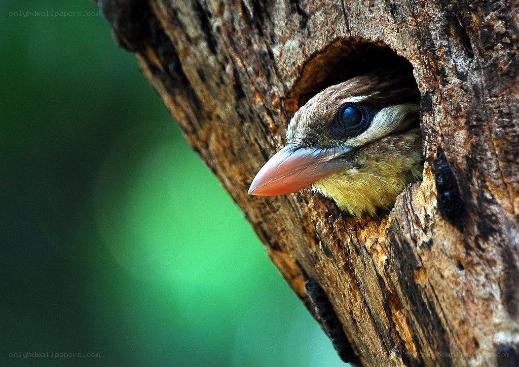 bird in a tree hollow