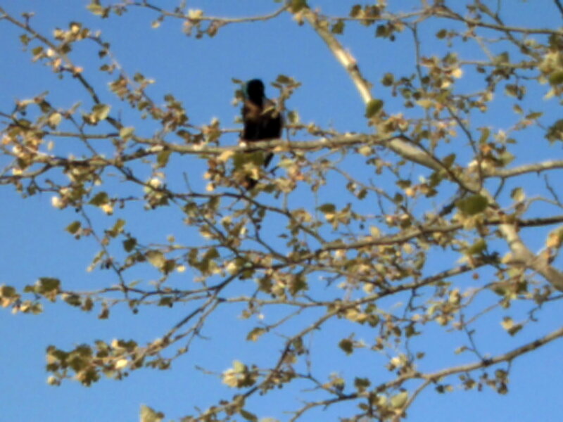bird in a tree