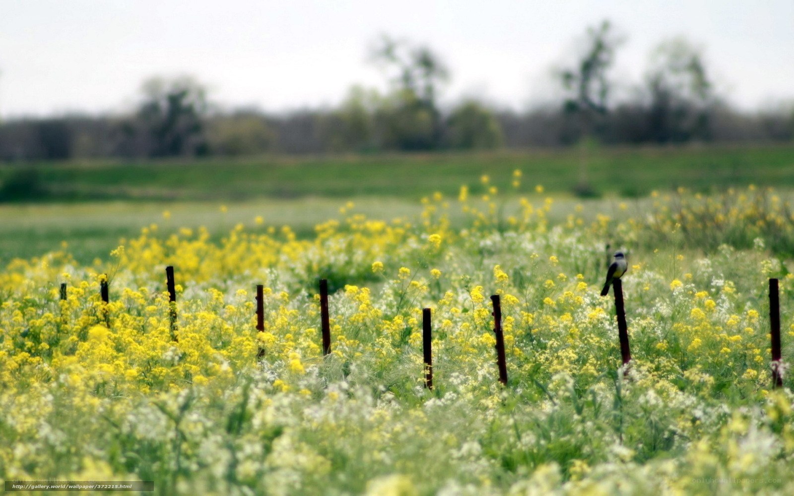 bird in a yellow field