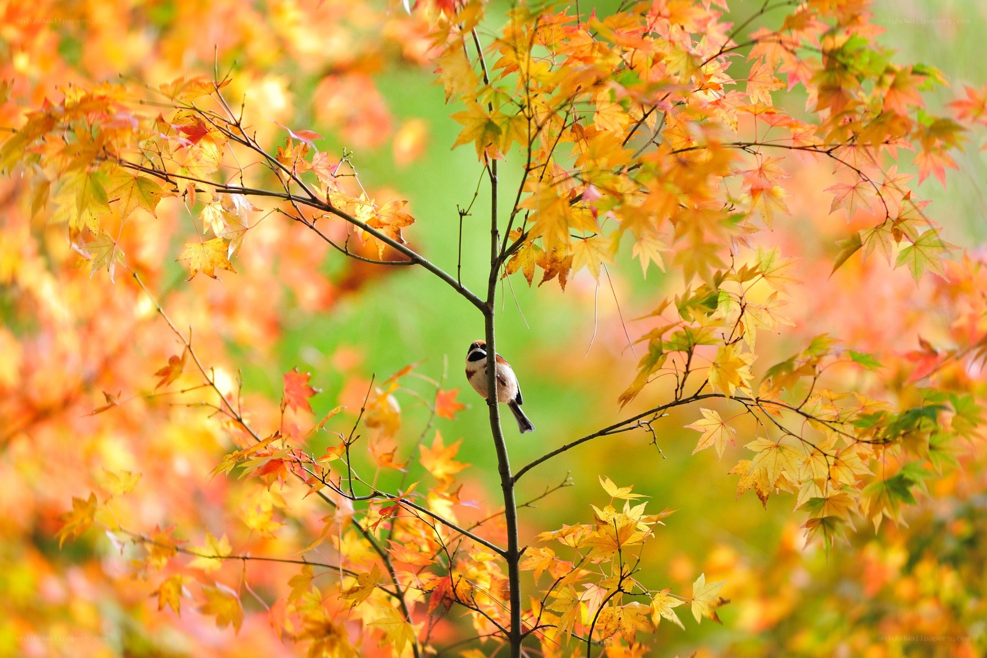 Bird in autumn foliage