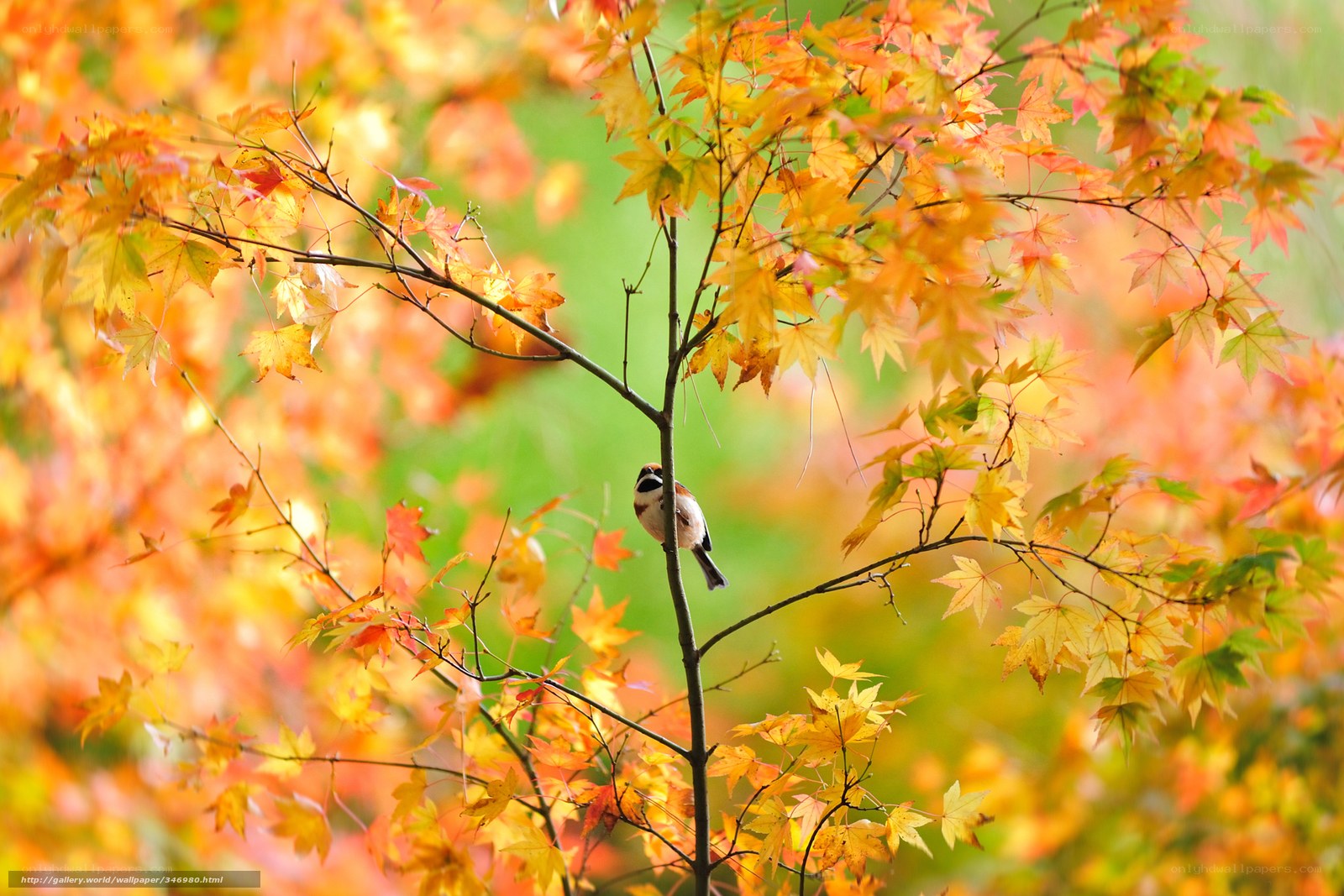 Bird in autumn leaves