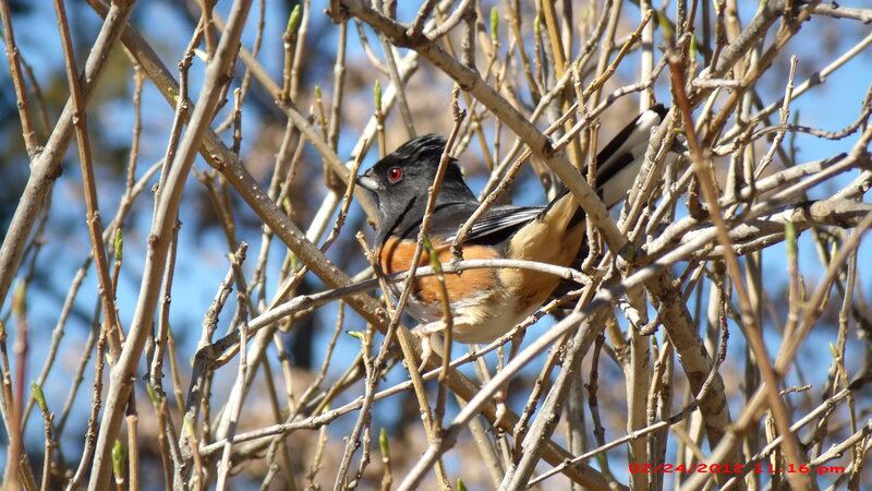 Bird in Bare Branches