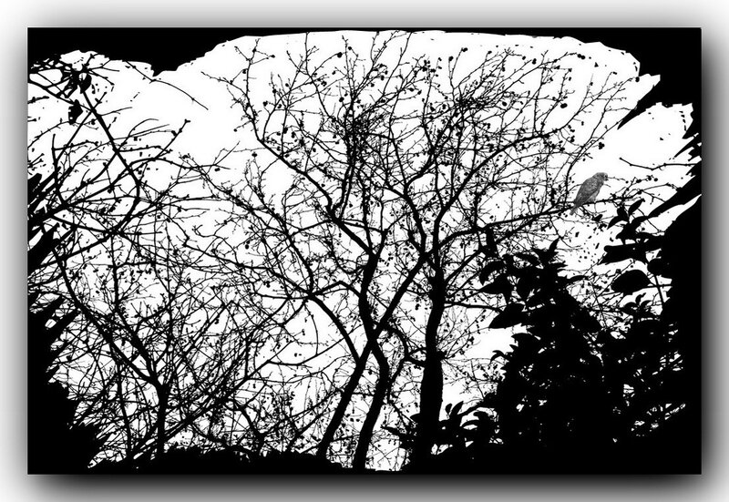 bird in bare tree silhouette