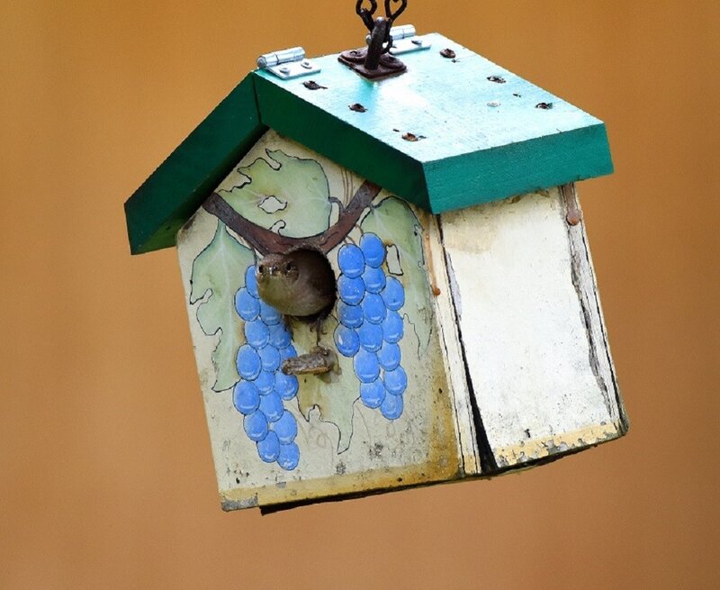 Bird in Birdhouse — Green