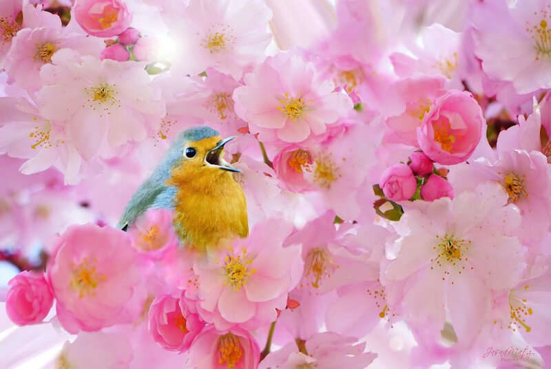 Bird in Cherry Blossoms — Pink