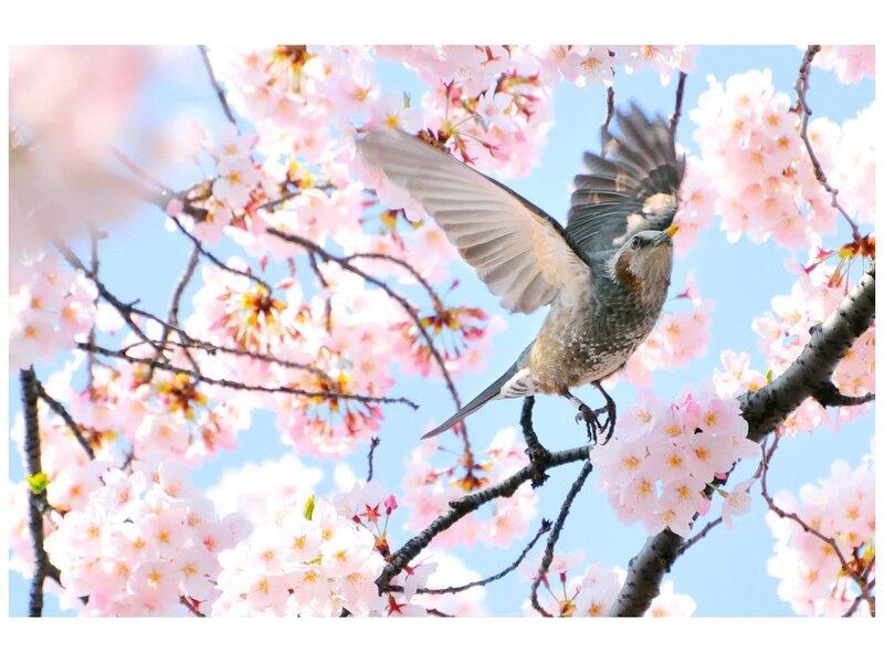 bird in cherry blossoms