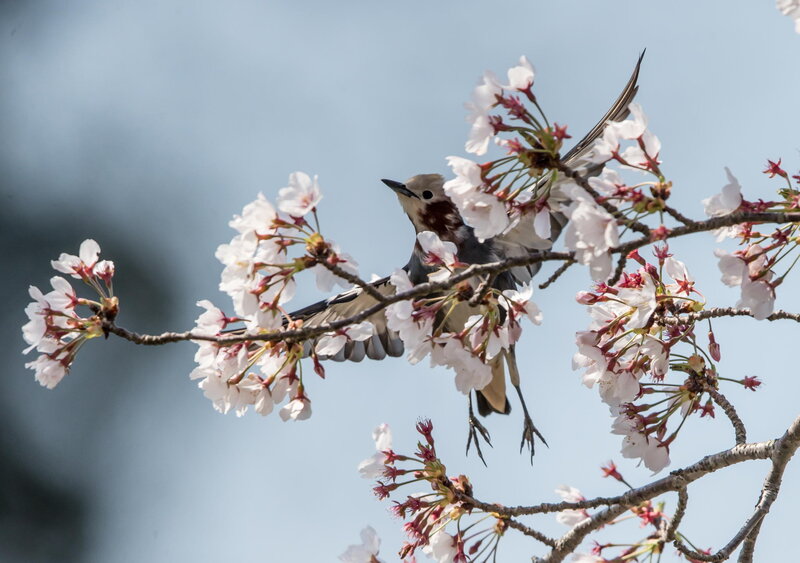 Bird in Cherry Blossoms — White